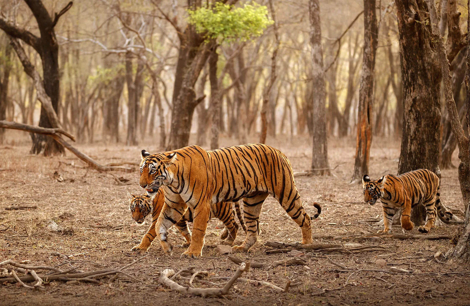 Central India Tiger & Heritage Trail